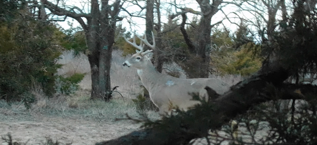 8 Point Buck