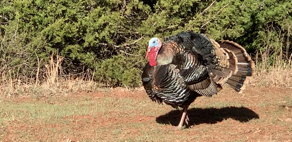 Turkey Close Up